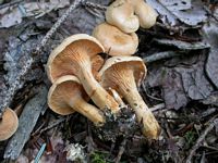 Clitocybe orangé. Var pallida [peck]. Cliquer pour agrandir l'image.